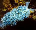 Akvārijs Jūras Bezmugurkaulnieki Salāti Jūras Lode, Elysia crispata, caurspīdīgs Foto, ka un apraksts, raksturlielumi un augošs