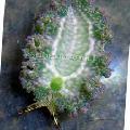Akvaarium Mere Selgrootud Salat Mere Limukas, Elysia crispata, hall Foto, hoolitsemine ja kirjeldus, omadused ja kasvav