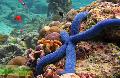 Aquarium Sea Invertebrates Linckia Sea Star, Blue, Linkia laevigate, blue Photo, care and description, characteristics and growing