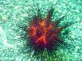 seeigel Gewöhnlicher Urchin  Foto, Merkmale und kümmern