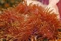 Akvarij More Beskralježnjaci Veličanstvena Moruzgve anemone, Heteractis magnifica, crvena Foto, briga i opis, karakteristike i uzgoj