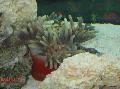 Akvaario Meri Selkärangattomat Upea Meri Anemone valkovuokot, Heteractis magnifica, harmaa kuva, hoito ja tuntomerkit, ominaisuudet ja viljely