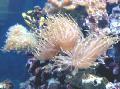 Akvarij Morski Nevretenčarji Veličasten Sea Anemone vetrnic, Heteractis magnifica, svetlo modra fotografija, nega in opis, značilnosti in rast