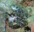 merisiilik Microcyphus Rousseau  Foto, omadused ja hoolitsemine