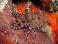 猴子虾，常见的大理石虾 关怀 和 特点