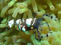  Vaikse Ookeani Kloun Ülane Krevetid  Foto, omadused ja hoolitsemine