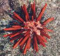 merisiilit Lyijykynä Urchin  kuva, ominaisuudet ja hoito