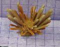 Aquarium Sea Invertebrates Pencil Urchin, Eucidaris tribuloides, yellow Photo, care and description, characteristics and growing