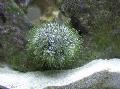 Aquarium Sea Invertebrates Pincushion Urchin, Lytechinus variegatus, grey Photo, care and description, characteristics and growing