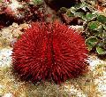Aquarium Sea Invertebrates Pincushion Urchin, Lytechinus variegatus, red Photo, care and description, characteristics and growing