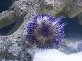 Aquarium Sea Invertebrates Pincushion Urchin, Lytechinus variegatus, blue Photo, care and description, characteristics and growing