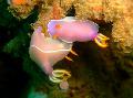 Roze Nudibranchia zorg en karakteristieken
