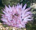 Akvārijs Jūras Bezmugurkaulnieki Rozā Smaili Anemone, Condylactis passiflora, purpurs Foto, ka un apraksts, raksturlielumi un augošs