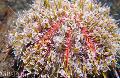 merisiilit Myrkky Urchin (Kukka Urchins)  kuva, ominaisuudet ja hoito