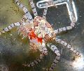 Pom聚甲醛螃蟹 关怀 和 特点