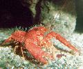 კიბო Purple რიფი Lobster  სურათი, მახასიათებლები და ზრუნვა