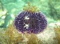 ზღარბების Purple ზღვის ზღარბის  სურათი, მახასიათებლები და ზრუნვა