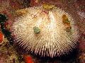 Aquarium Sea Invertebrates Purple Short Spine Pincushion Urchin, Pseudoboletia, pink Photo, care and description, characteristics and growing