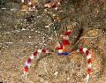 水族館 海の無脊椎動物 赤い縞模様のボクサーエビ、白層クリーナーエビ、ボクシング​​のエビ, Stenopus hispidus, ホワイト フォト, ケア と 説明, 特性 と 成長