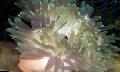 Аквариум Морски Безгръбначни Червени База Анемония анемони, Macrodactyla doreensis, сив снимка, грижа и описание, характеристики и култивиране