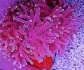 Akvaarium Mere Selgrootud Punane-Base Ülane anemones, Macrodactyla doreensis, tähniline Foto, hoolitsemine ja kirjeldus, omadused ja kasvav
