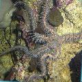 Aquarium Meer Wirbellosen Rote Schlangenstern (Schlangenseestern, Knorrigen Phantasie), Ophiomastix annulosa, rot Foto, kümmern und Beschreibung, Merkmale und wächst