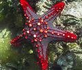 红色旋钮海星（红色脊柱明星，绯红色旋钮星鱼） 关怀 和 特点