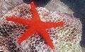 zeesterren Rode Zeester  foto, karakteristieken en zorg