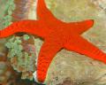 Akvárium Morských Bezstavovcov Červená Hviezdice hviezdy mora, Fromia, červená fotografie, starostlivosť a popis, vlastnosti a pestovanie