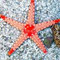 Rauður Starfish umönnun og einkenni