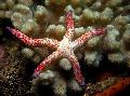 jūros žvaigždės Raudona Starfish Multiflora  Nuotrauka, charakteristikos ir kad