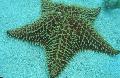 Aquarium Sea Invertebrates Reticulate Sea Star, Caribbean Cushion Star, Oreaster reticulatus, grey Photo, care and description, characteristics and growing