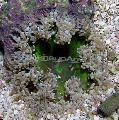Acvariu Nevertebrate Marine Floare De Rock Anemone, Epicystis crucifer, gri fotografie, îngrijire și descriere, caracteristici și în creștere