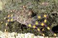 Aquarium Sea Invertebrates Sally Lightfoot Crab (Nimble Spray Crab), Percnon gibbesi, light blue Photo, care and description, characteristics and growing