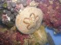 Acvariu Nevertebrate Marine Dolar Nisip (Biscuit Mare) aricii, Clypeaster subdepressus, albastru deschis fotografie, îngrijire și descriere, caracteristici și în creștere