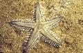 теңіз жұлдызы Құм Starfish  Фото, сипаттамалары мен қамқорлық