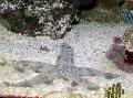 Smėlio Sijojimas Starfish kad ir charakteristikos