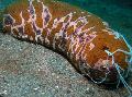 Aquarium Sea Invertebrates Sea Cucumber, Holothuria, brown Photo, care and description, characteristics and growing