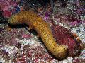 Aquarium Zee Ongewervelde Zeekomkommer, Holothuria, geel foto, zorg en beschrijving, karakteristieken en groeiend
