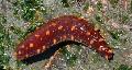 Aquarium Zee Ongewervelde Zeekomkommer, Holothuria, rood foto, zorg en beschrijving, karakteristieken en groeiend