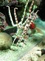 morske zvijezde Zmija Sea Star, Fancy Tigar Prugasti  Foto, karakteristike i briga