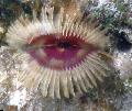 Aquarium Sea Invertebrates Split-Crown Feather Duster fan worms, Anamobaea orstedii, green Photo, care and description, characteristics and growing