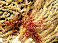  海绵脆海星  照, 特点 和 关怀