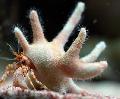 раки Рак-отшельник коралловидный  Фото, характеристика и уход