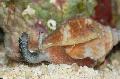 Akvarij More Beskralježnjaci Strombus kunjke, svijetloplava Foto, briga i opis, karakteristike i uzgoj