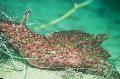 молюски Заєць Морської Водорослеед  Фото, характеристика і догляд