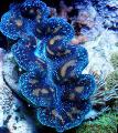 clams Tridacna  Photo, characteristics and care