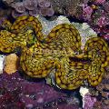 Aquarium Sea Invertebrates Tridacna clams, light blue Photo, care and description, characteristics and growing