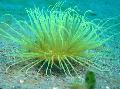 Acvariu Nevertebrate Marine Tub Anemone, Cerianthus, gri fotografie, îngrijire și descriere, caracteristici și în creștere