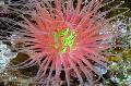 Acvariu Nevertebrate Marine Tub Anemone, Cerianthus, roșu fotografie, îngrijire și descriere, caracteristici și în creștere